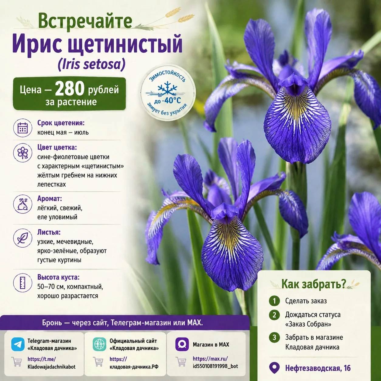 Доброго вечера💚
Сегодня снова хочу познакомить вас с многолетним растением из моей личной коллекции