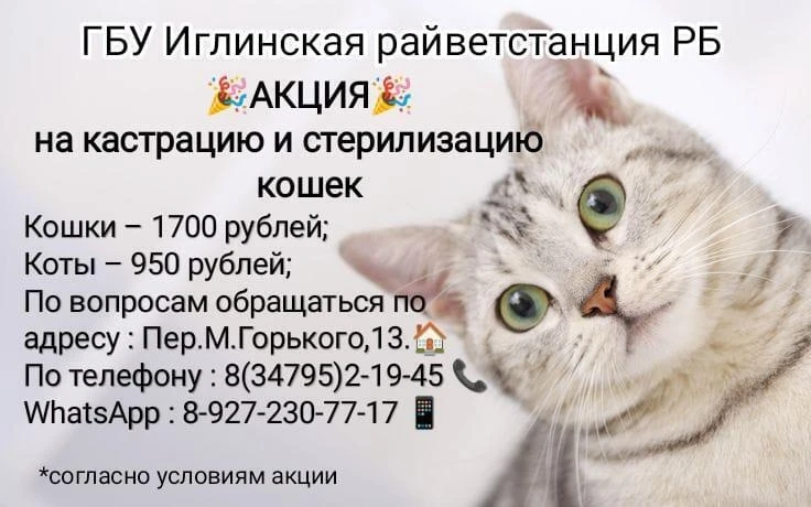 💥Дорогие друзья, сообщаем Вам о начале акции на стерилизацию и кастрацию кошек💥

Период проведения
