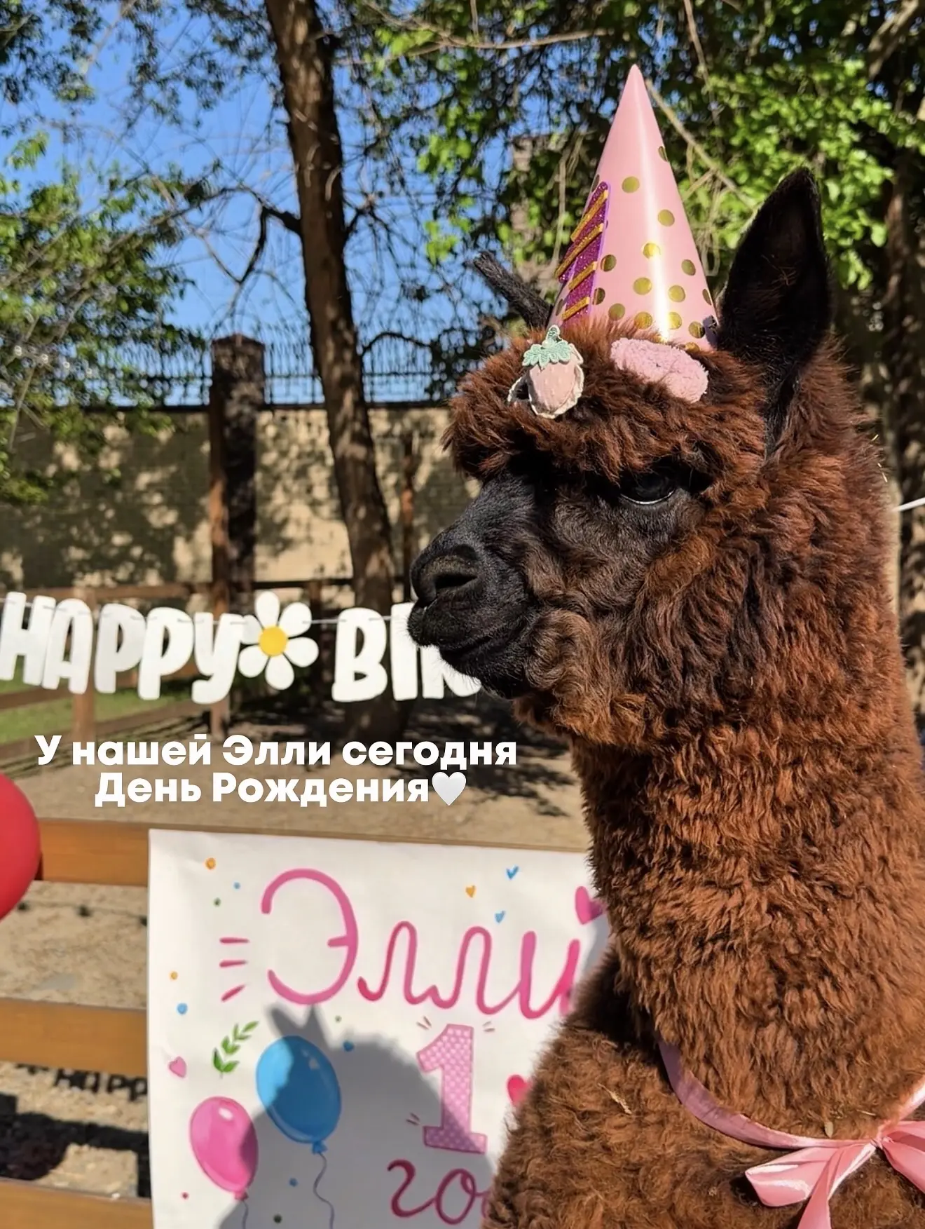 Сегодня у нас особенный день - нашей Элли исполнился 1 год♥️

Она очень милая, дружелюбная и смешная