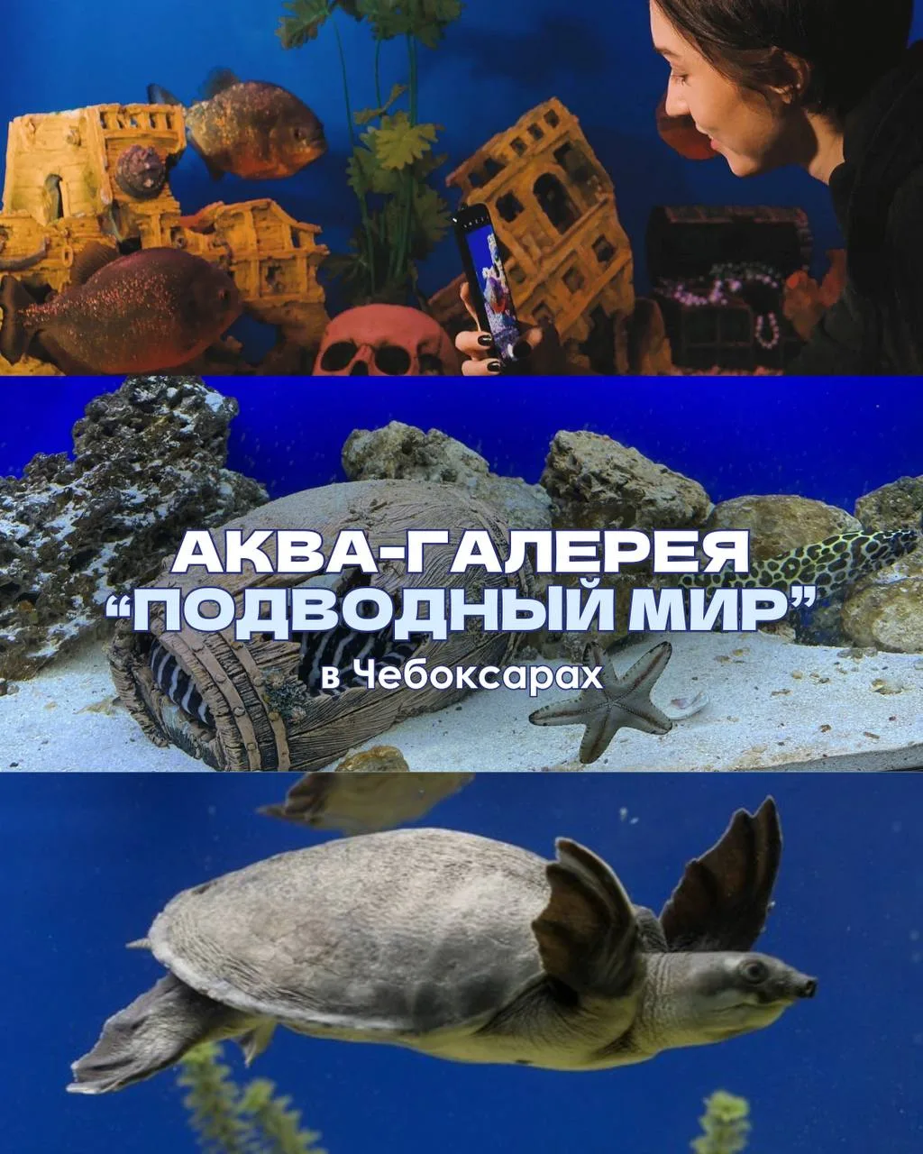 🌊 Аква-галерея экзотических подводных обитателей со всего мира приехала в Чебоксары! 

Вас ждут чер
