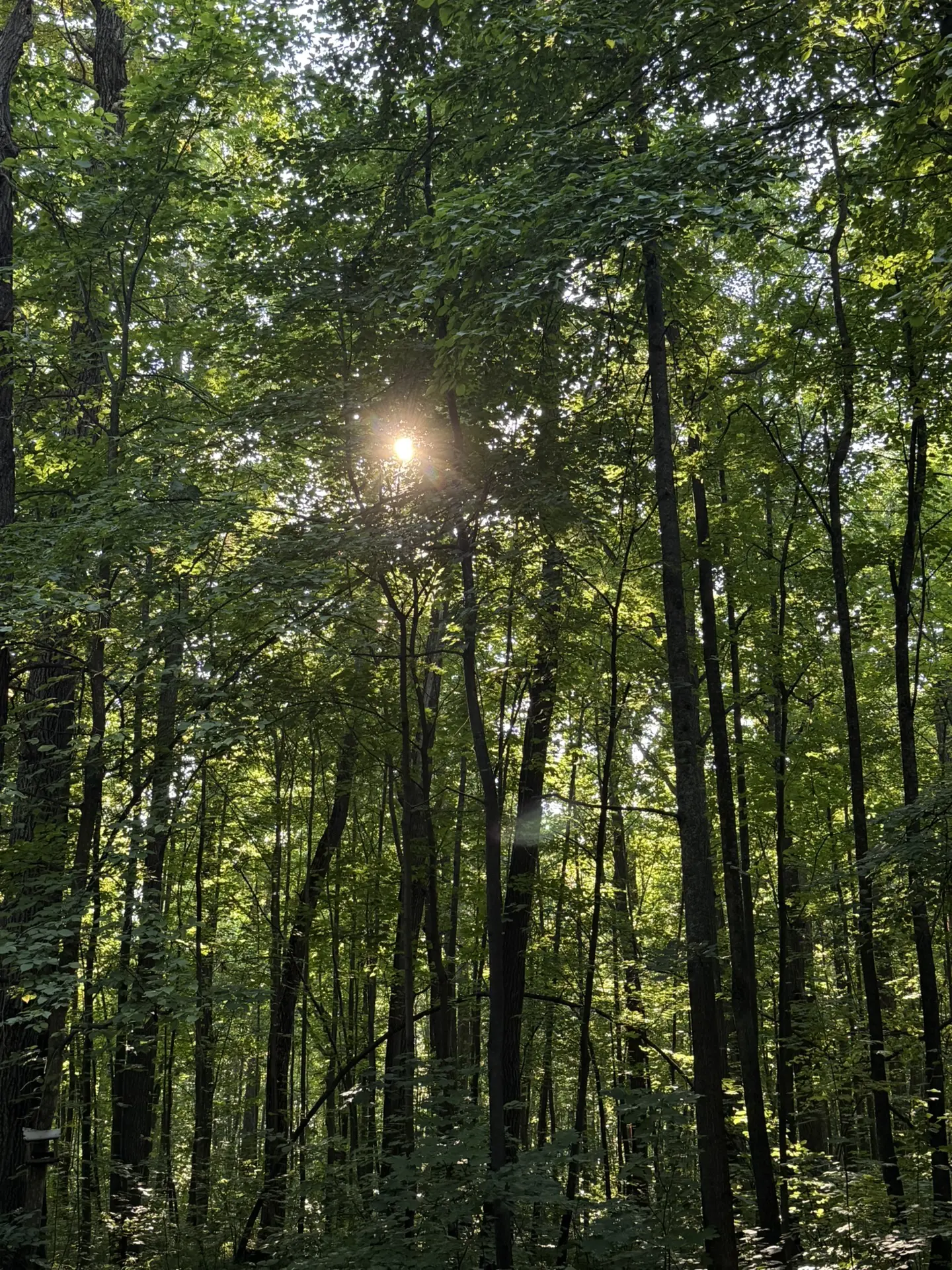Канашский парк ☀️