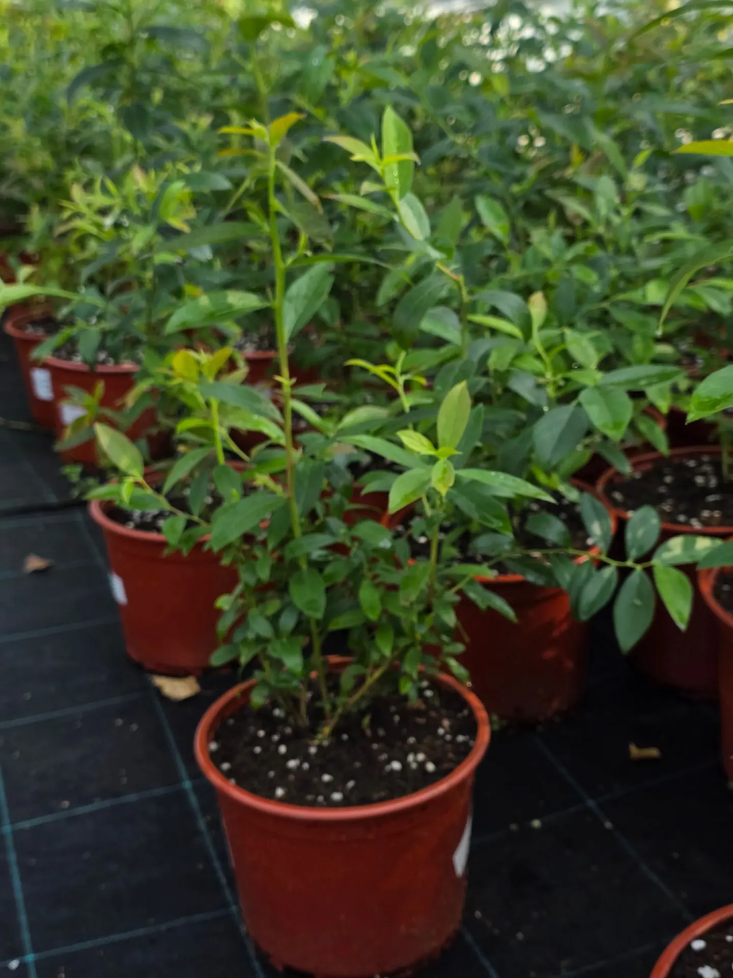 Голубика в наличии 

🌱 РЕКА
Высота куста — 1,7 м, ширина — 1,5 м
Цветение в мae
Размер ягод от сред