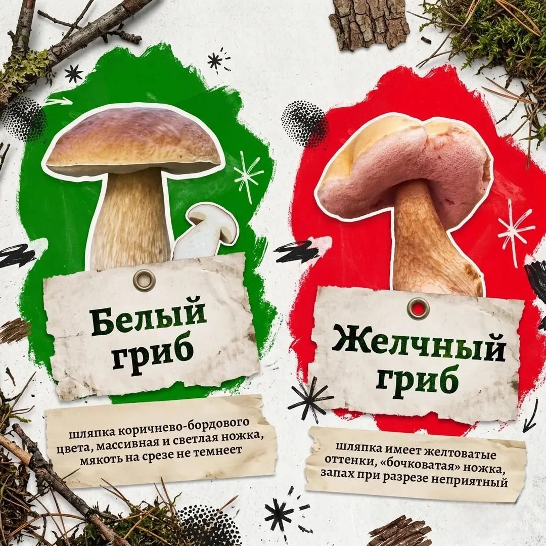 ❗️В лесах Свердловской области не все, что растет, — съедобно!

Некоторые грибы выглядят вполне аппе