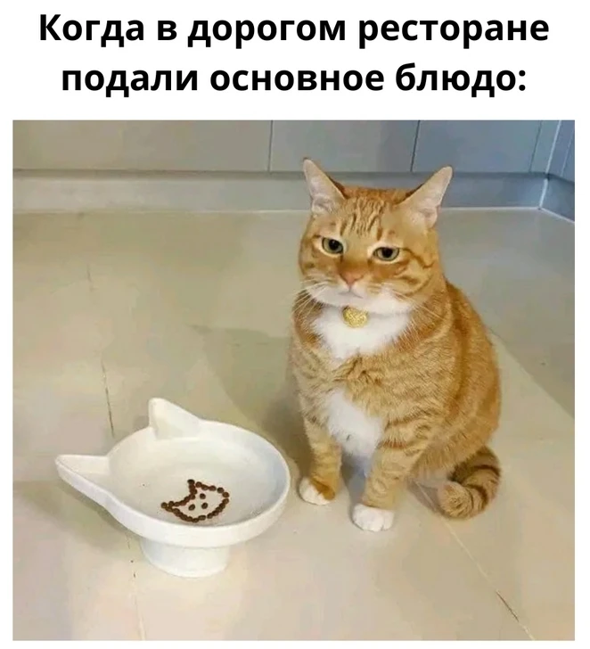 немножко котиков в ленту 😻

 #психология  #юмор