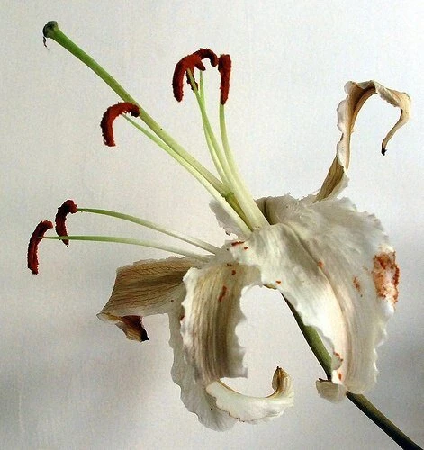 Лилии отцвели: что делать дальше 🌸✂

Лилии — одни из самых эффектных цветов в саду. После цветения 