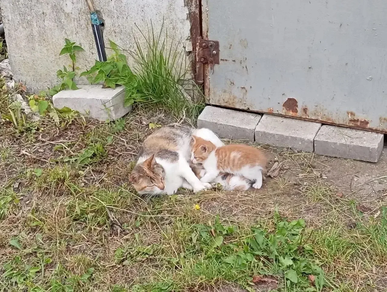 Пришла кошка к людям в огород и вот такой урожай принесла. У них есть свои животные и этой семье не 
