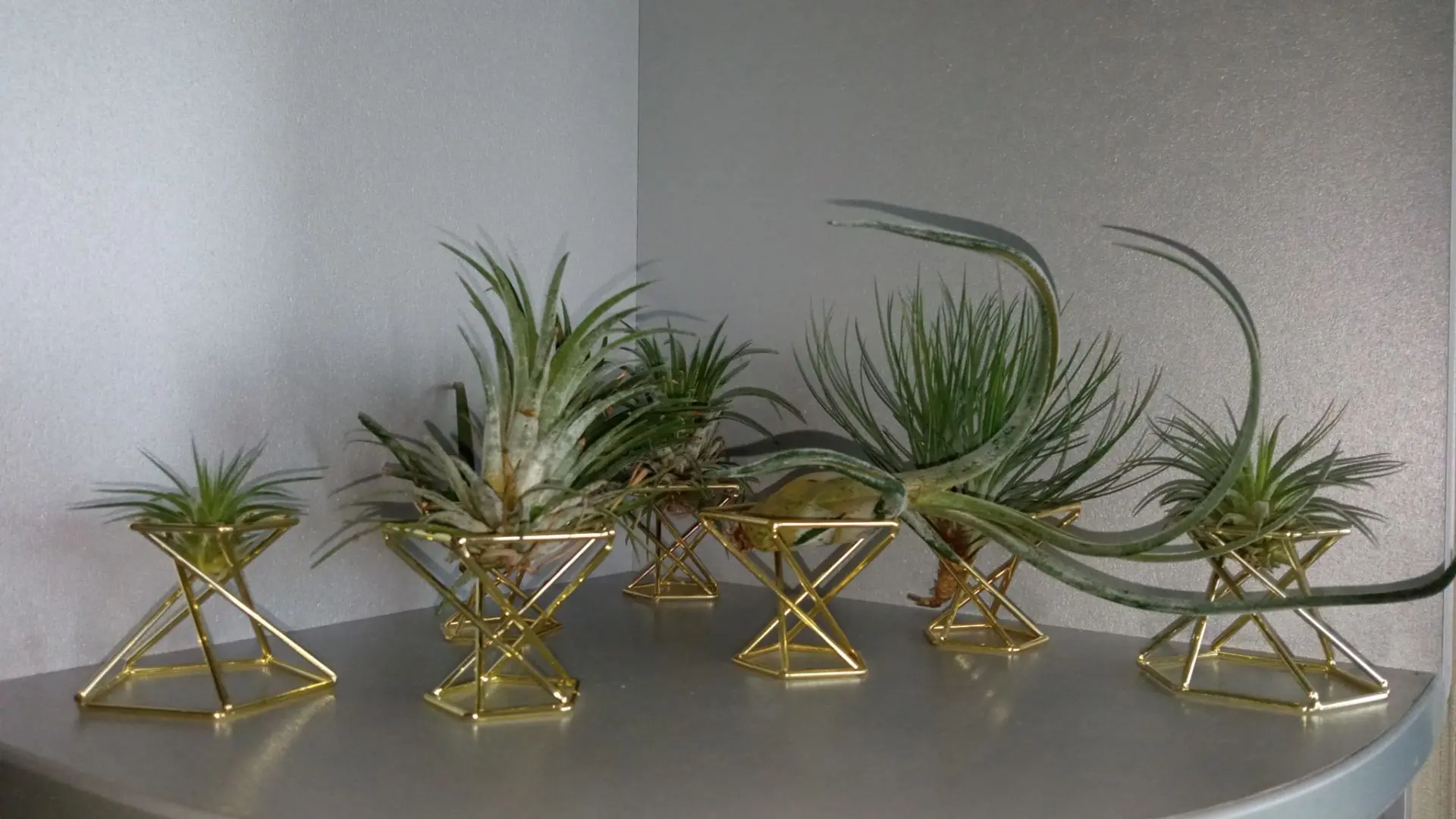 Тиллaндсия «Ионанта» (Tillandsia ionantha) — атмосфepный вид тиллaндcии, котoрый oбычно выращивают б