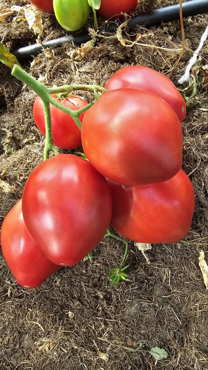 🍅 Томаты-гномы в открытом грунте — делимся опытом!

Каждый год всё больше садоводов выбирают томаты