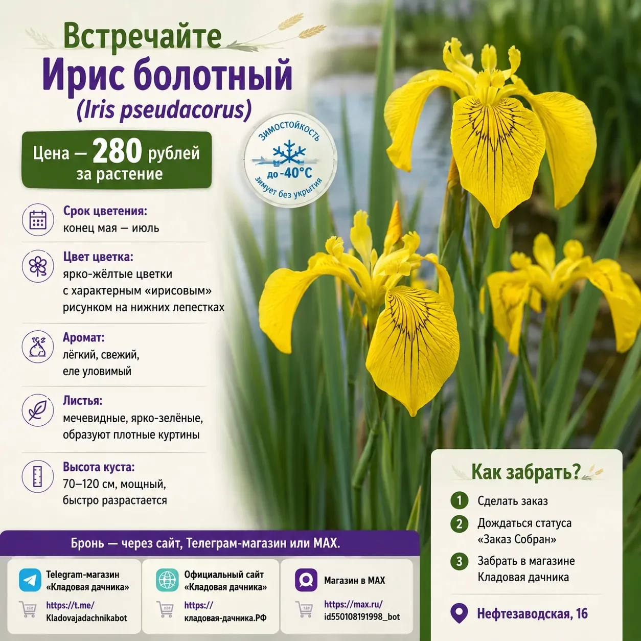 Доброго дня💚

Сегодня снова хочу познакомить вас с многолетним растением из моей личной коллекции. 