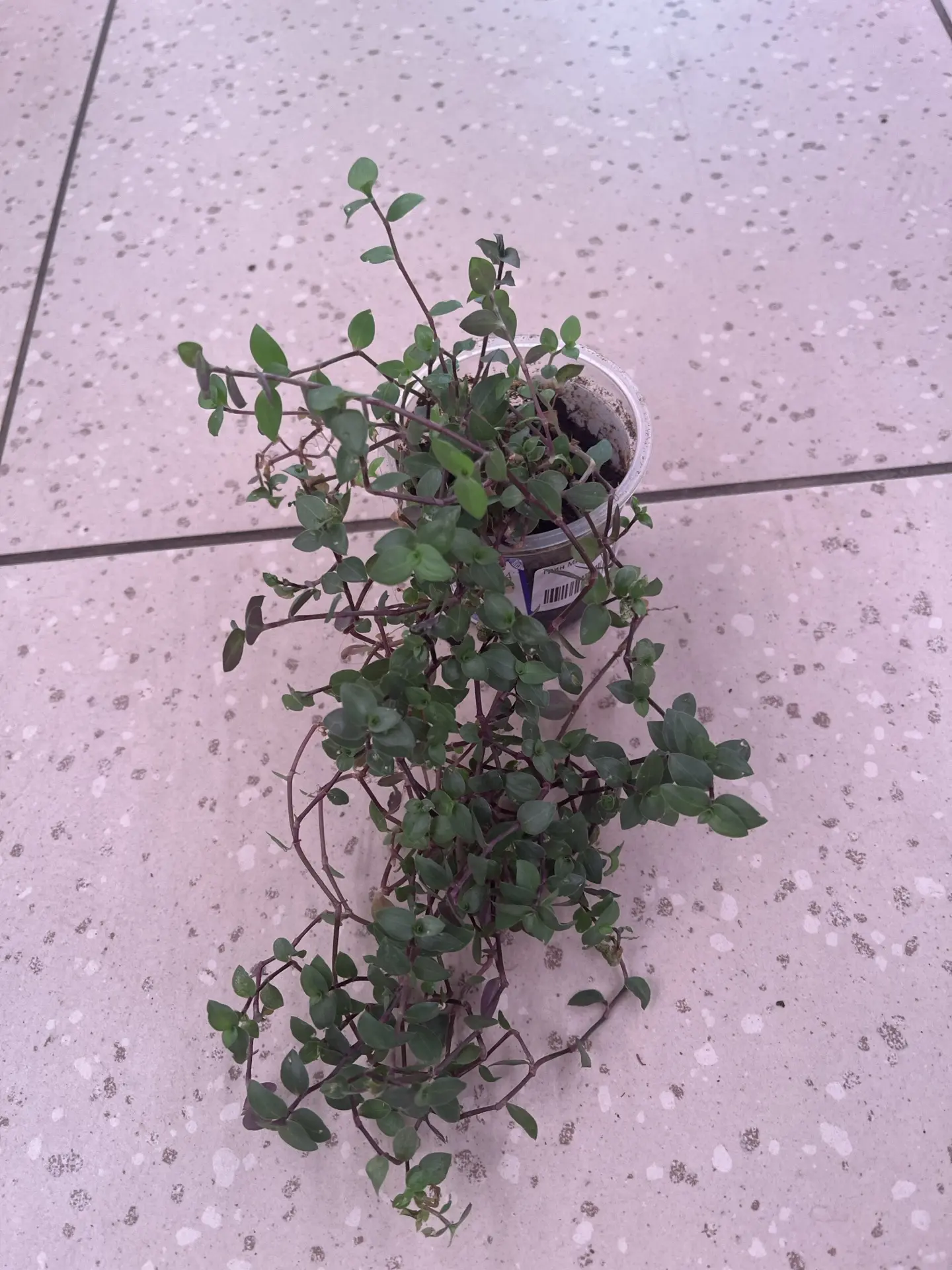 Callisia repens 150р