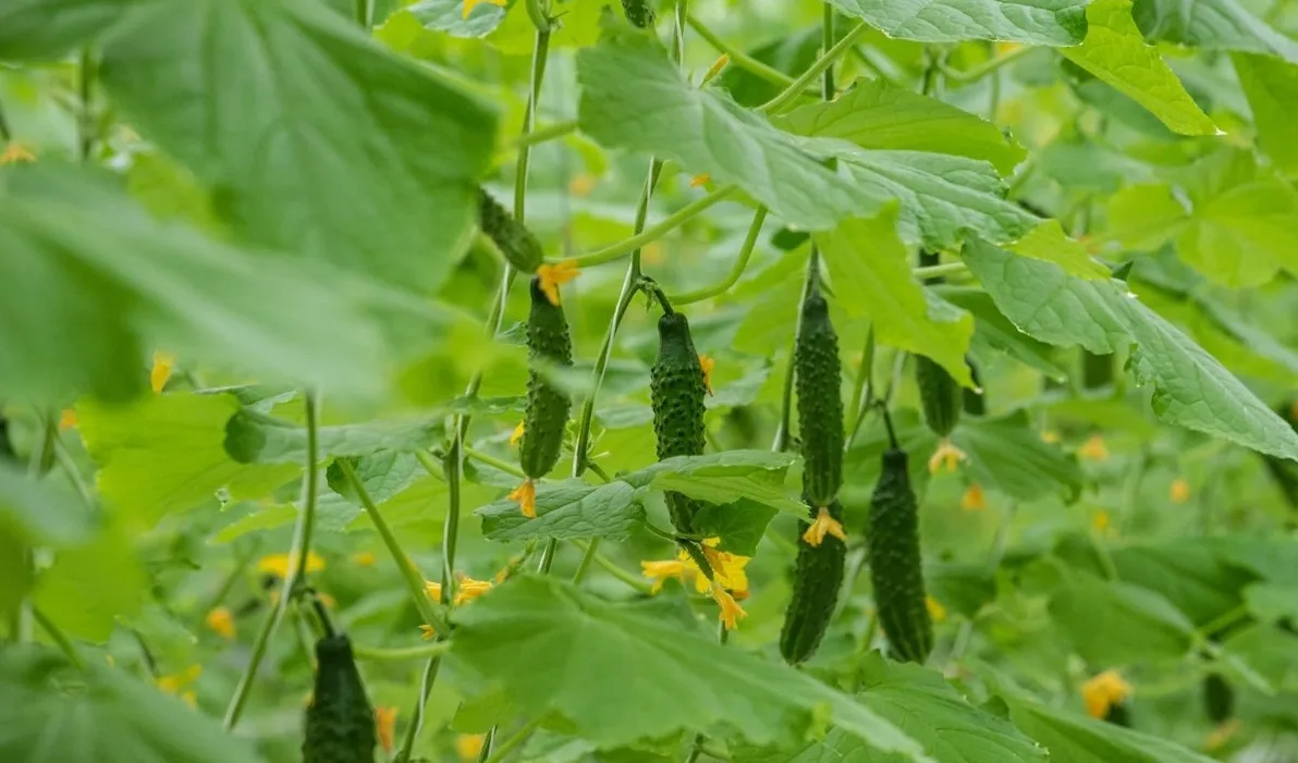 🥒 Спасаем огурцы от горечи и пустоцвета: главные правила

💧 Горечь вызывает стресс — огурцы страда