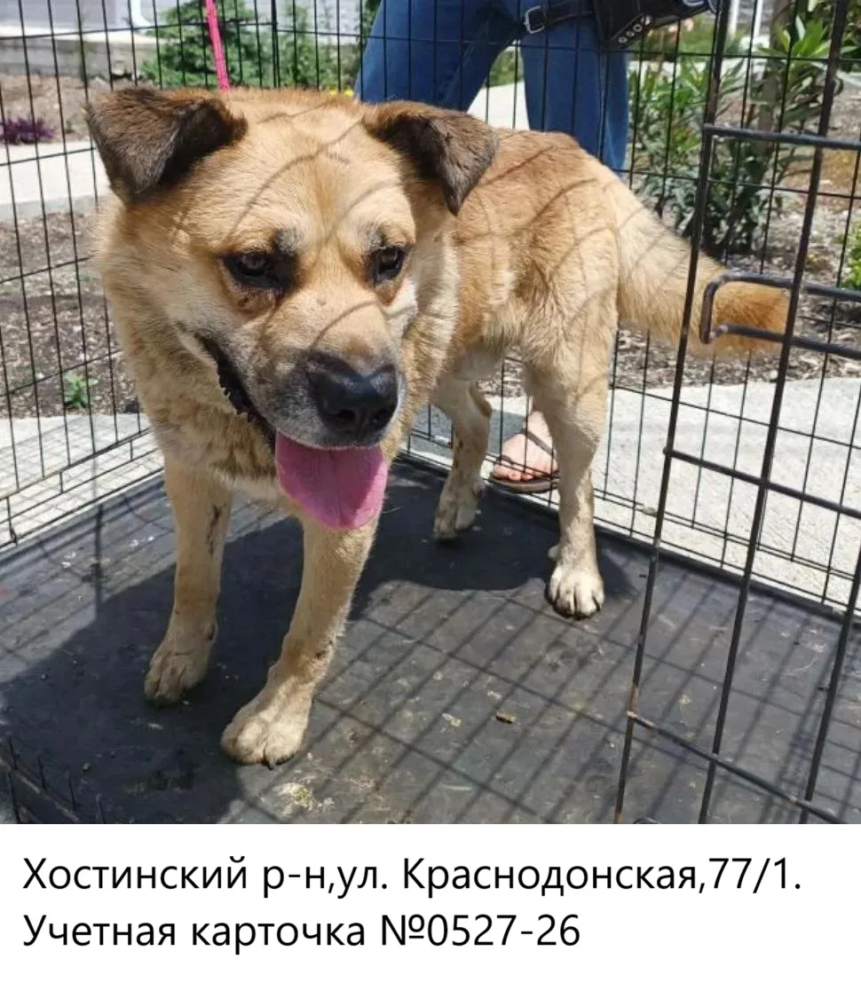 08.06.2026 был отлов собаки по адресу:
Хостинский р-н, ул. Краснодонская,77/1
для дальнейшего прохож