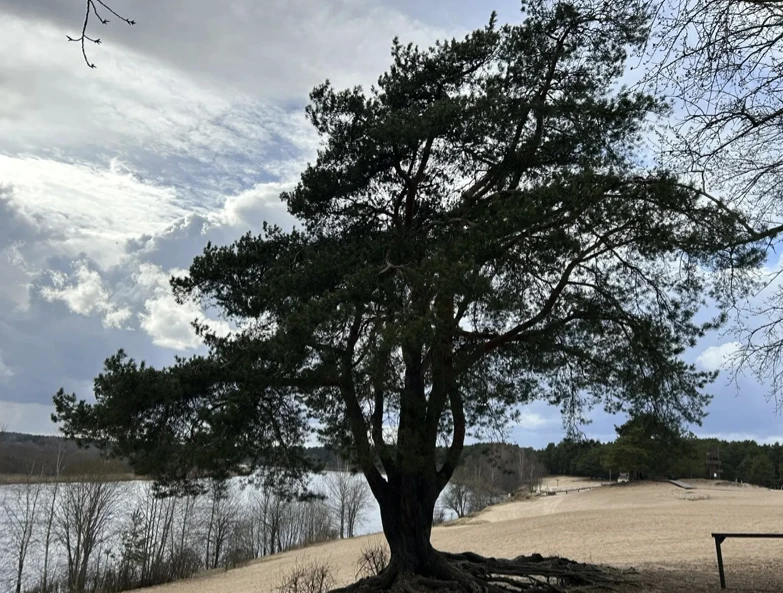 Голосуем за Российское дерево года -  2026!

🌲 Ленинградскую область на конкурсе представляет уника