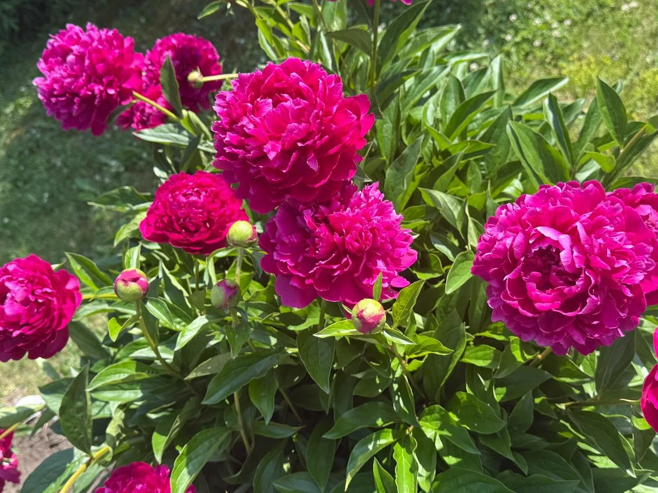🌺 Лето наступило.🌺

Каждое утро  🌞 наши проживающие, вместе с инструкторами по трудовому, ухажива