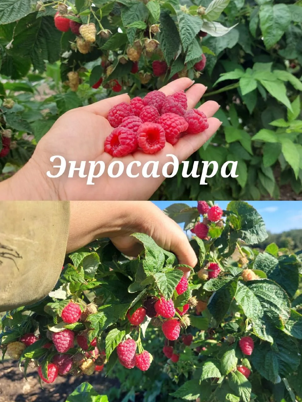 ❤️😄Малина Энросадира
Ранний ремонтный сорт с крупными, сладкими и ароматными ягодами 👍

Куст высот