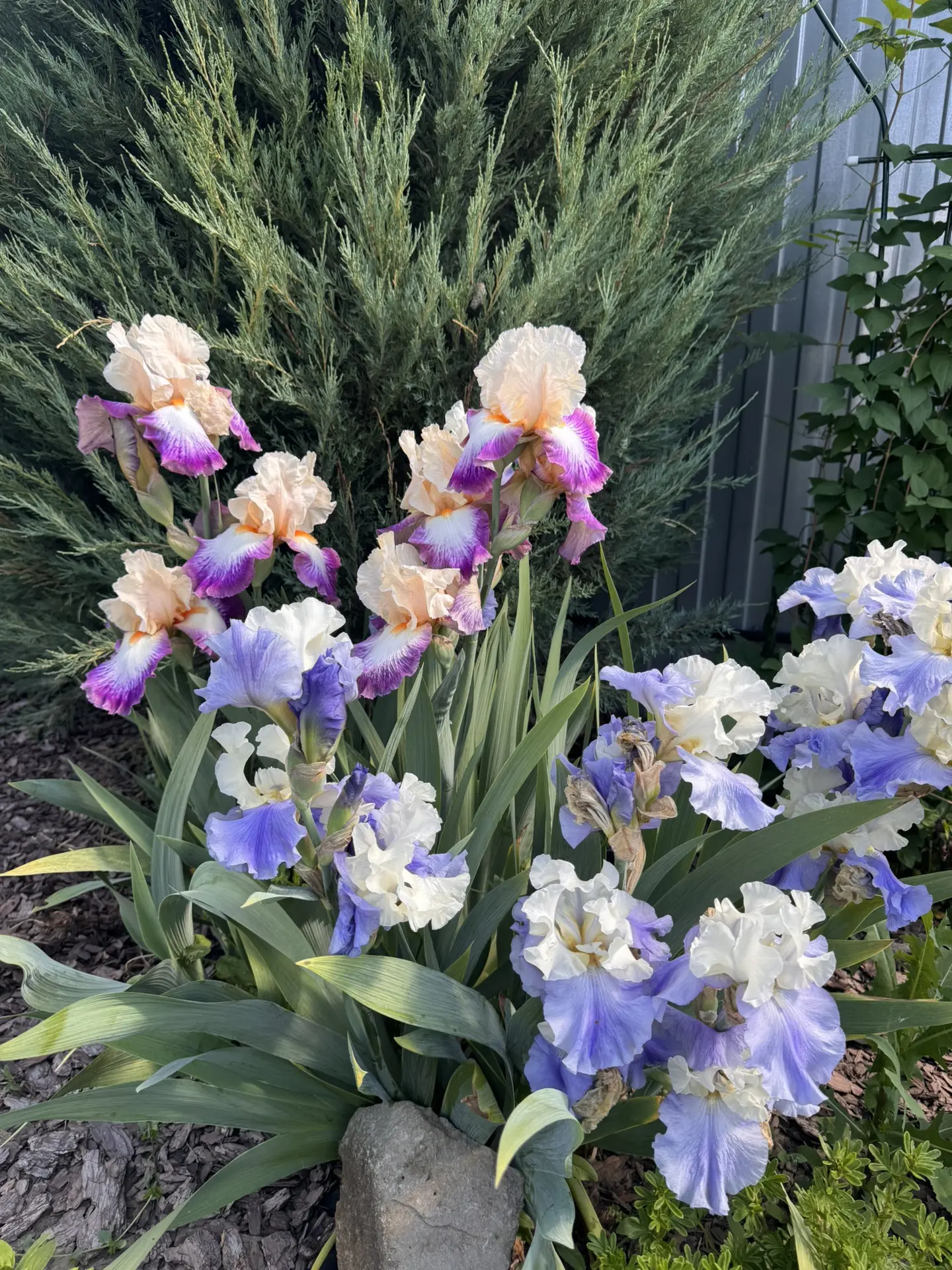 Ирисы в цветнике🌺🌺🌺 В одной лунке 2 сорта.