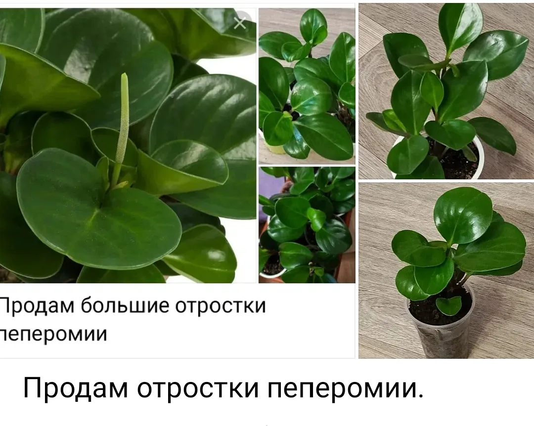 150-200 р. Аша. Лхз