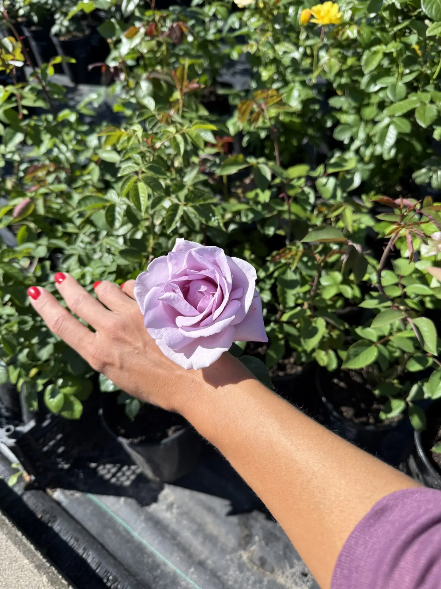 Доброе утро 🌹
…вот бы через экран передать вам аромат этих роз 

P.s. успели сделать фото раскрывши
