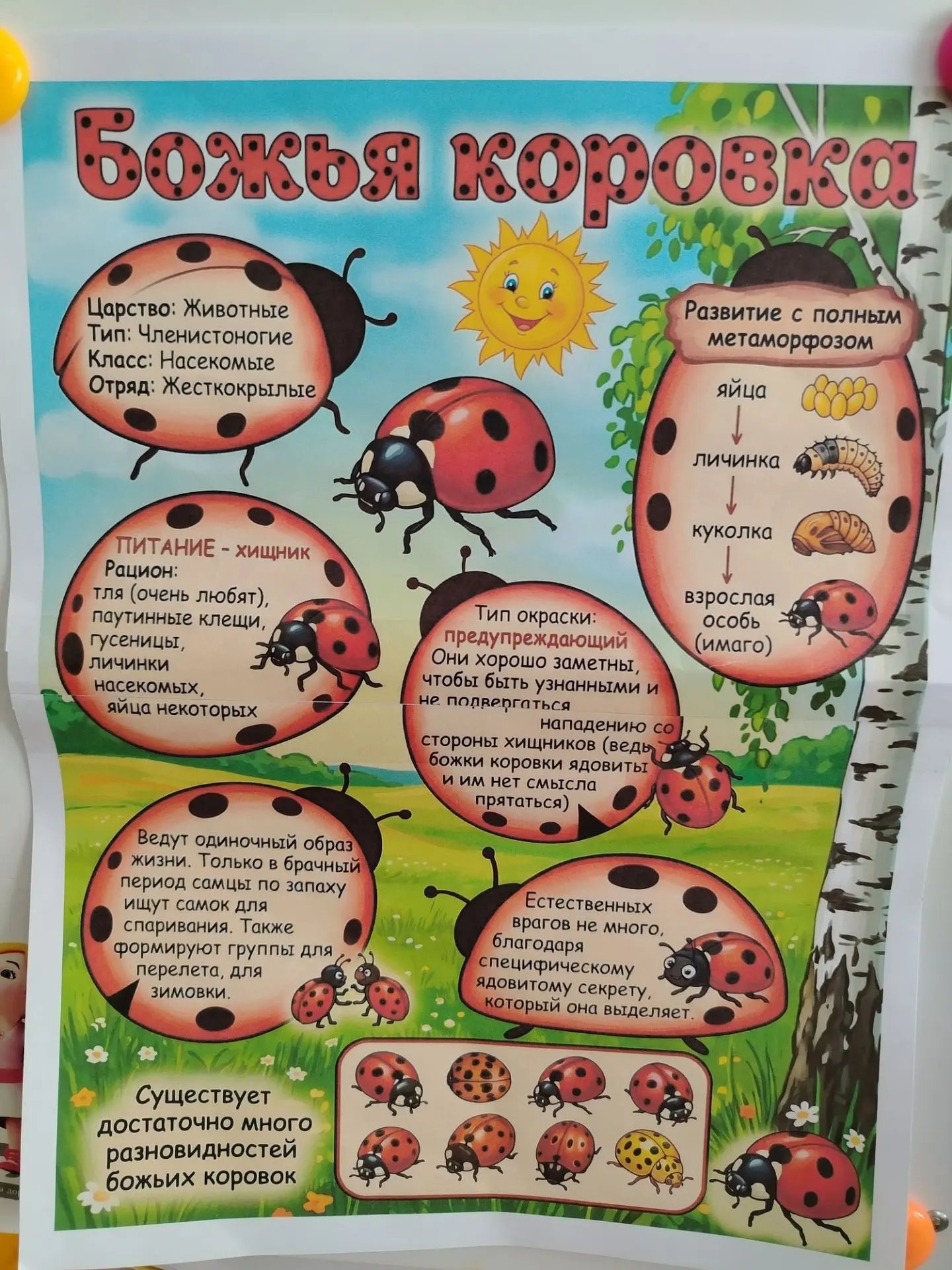 #МДОУМДСДюймовочка 
#Жуковскийокруг40
#ДеньБожьихКоровок
#тематическоезанятие
🐞 В гостях у божьей к