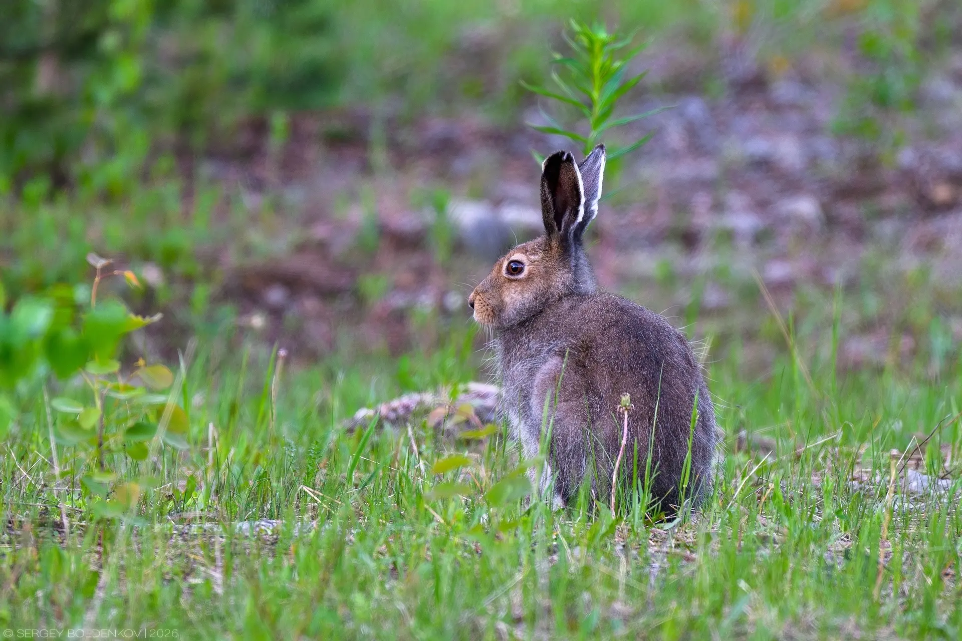 Вечерние зарисовки на майской лужайке Пермского края 🐰🐰 

автор фото [id15022891|Сергей Болденков]