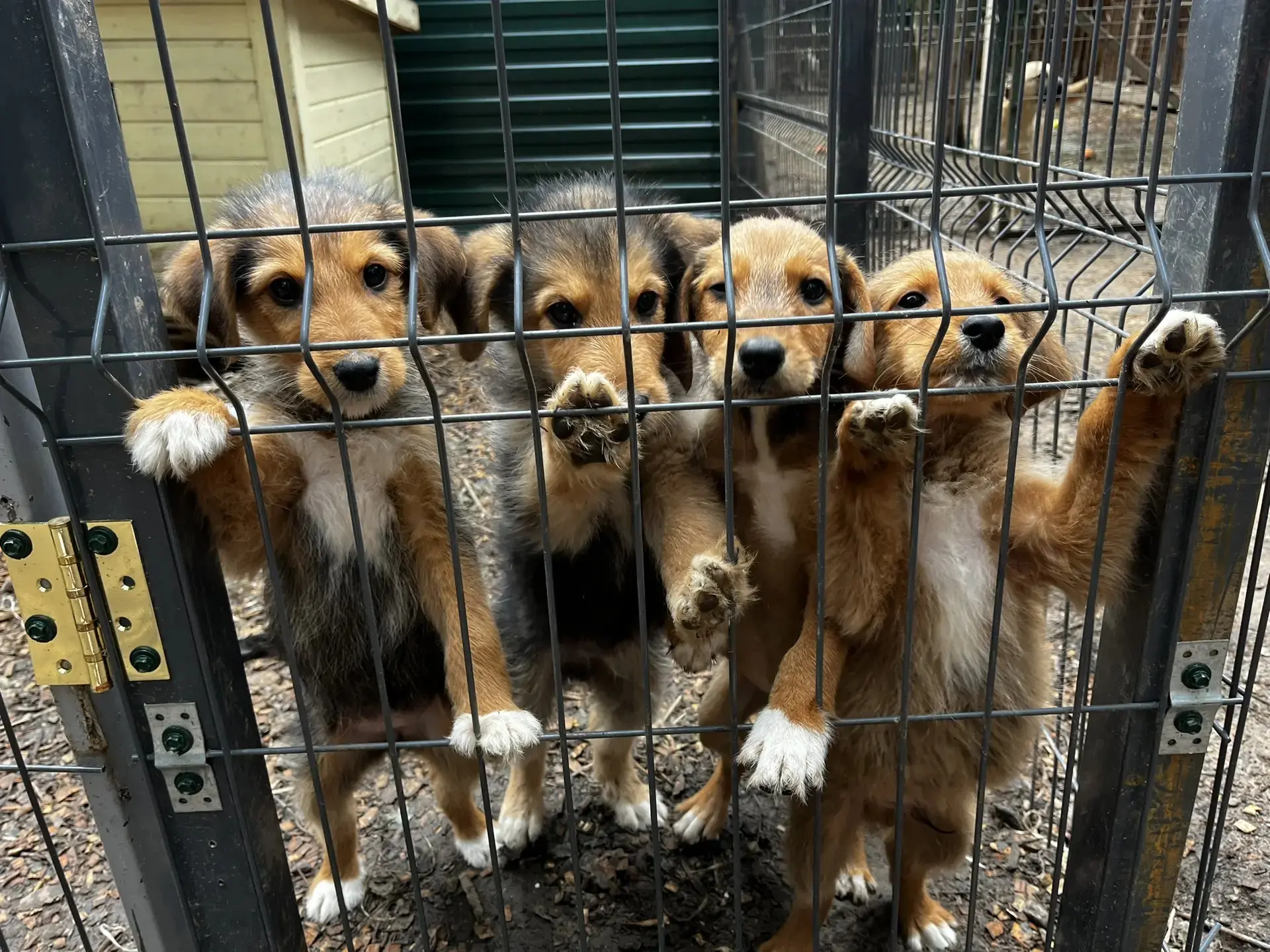 Спасибо, что доказали: чудеса случаются! 🐾❤️🐶🐱

🐶🐱Дорогие друзья, ученики, родители и коллеги!
