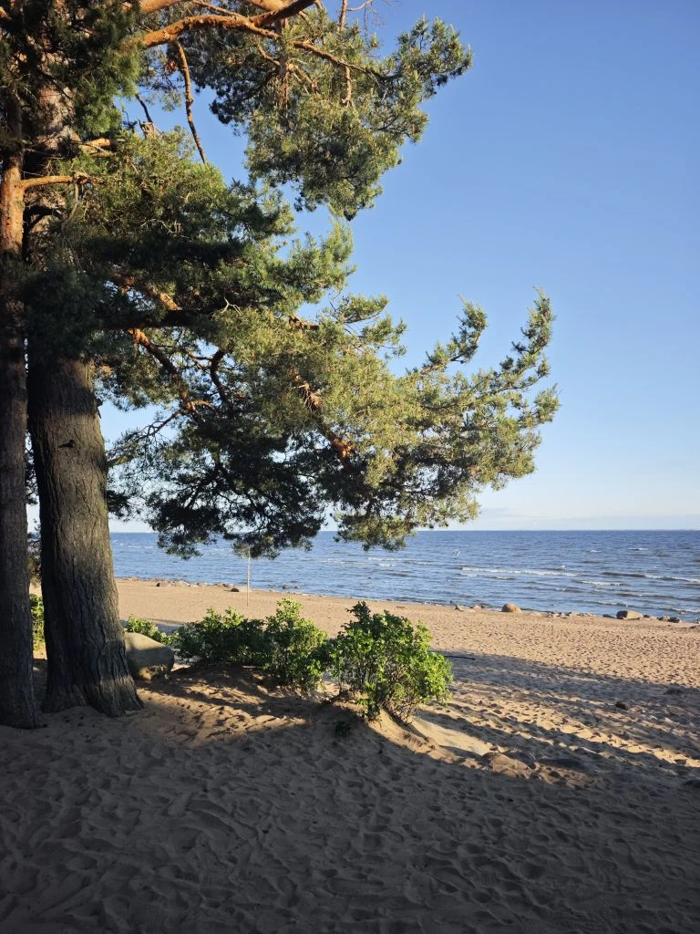 Подпитерье летом – курорт. Каждый год приезжаю дышать и заряжаться Балтикой. Сосны и дубы у воды тол