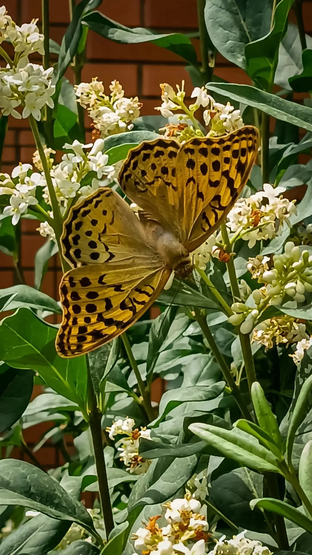 У подписчицы в саду появилась вот такая гостья 🦋

Большая бабочка с красивыми крыльями облюбовала ц