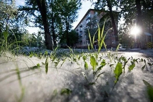 ⚠️Осторожно, тополиный пух.

🌫️ Ежегодно в летнее время тополиный пух становится причиной возникнов