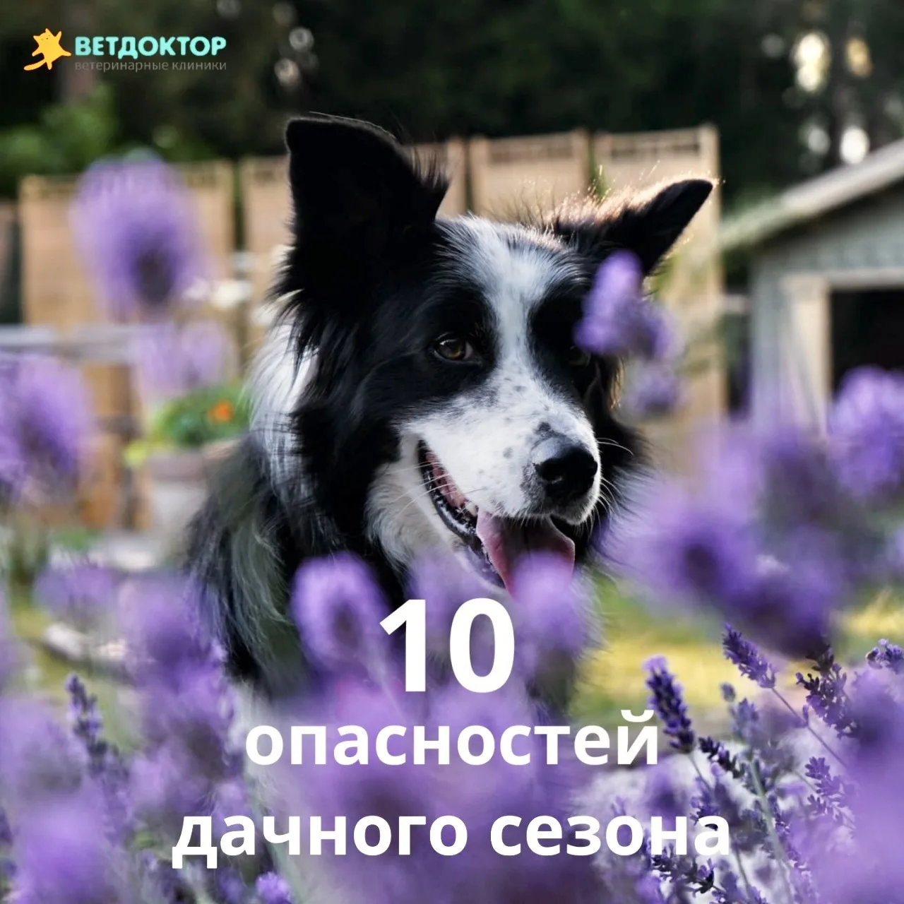 Выезжаем на природу, выдыхаем, радуемся солнцу. А наши хвостатые в этот момент начинают жить по прин