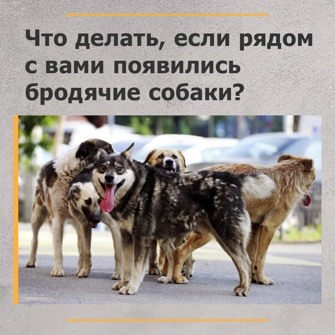 Памятка "ОСТОРОЖНО, БРОДЯЧИЕ СОБАКИ!» 🐶 

Обучение детей мерам безопасности - дело особое и не мене