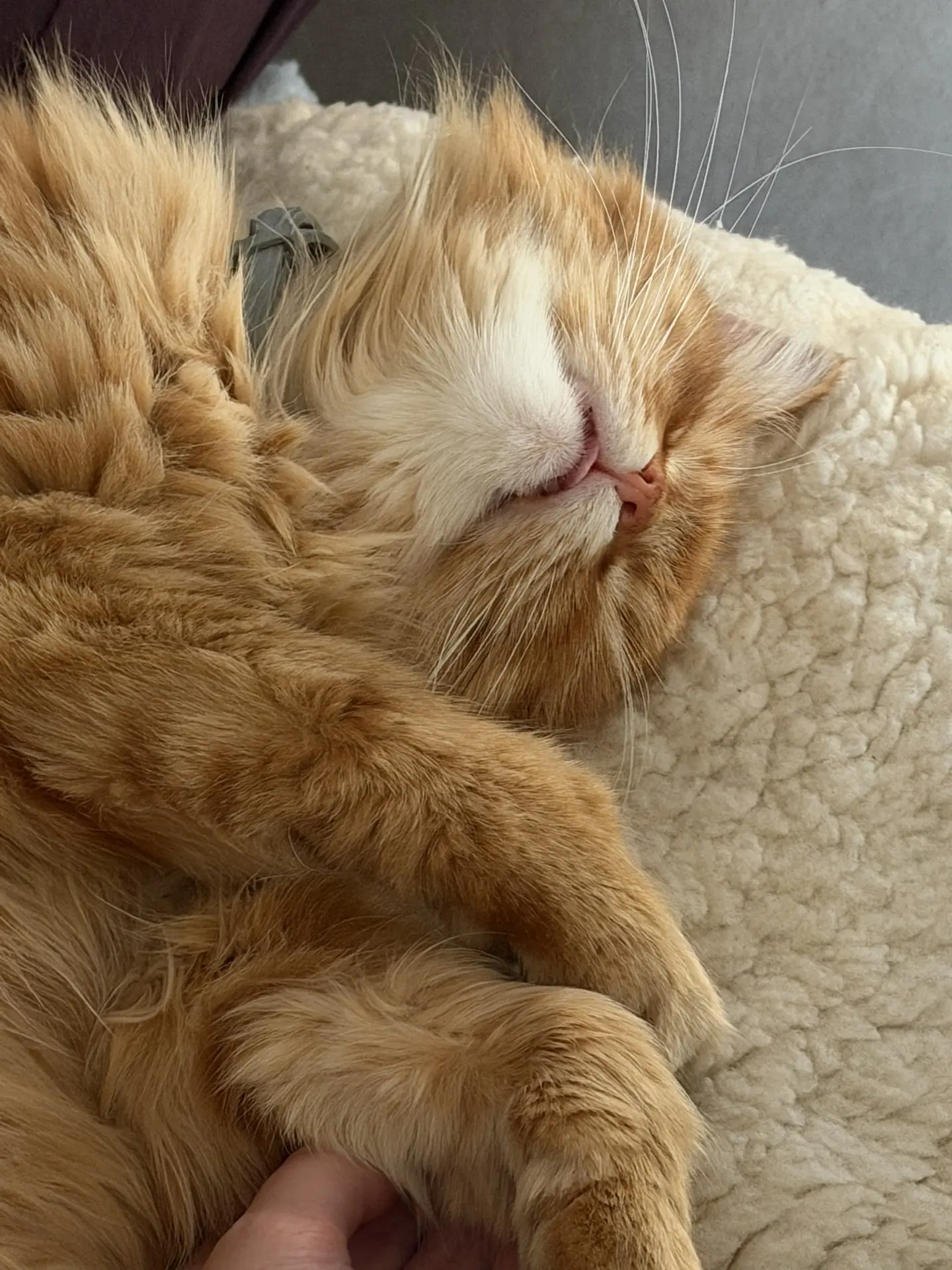 Это я смотрю с папой футбол. Очень переживаю и активно болею!!😹