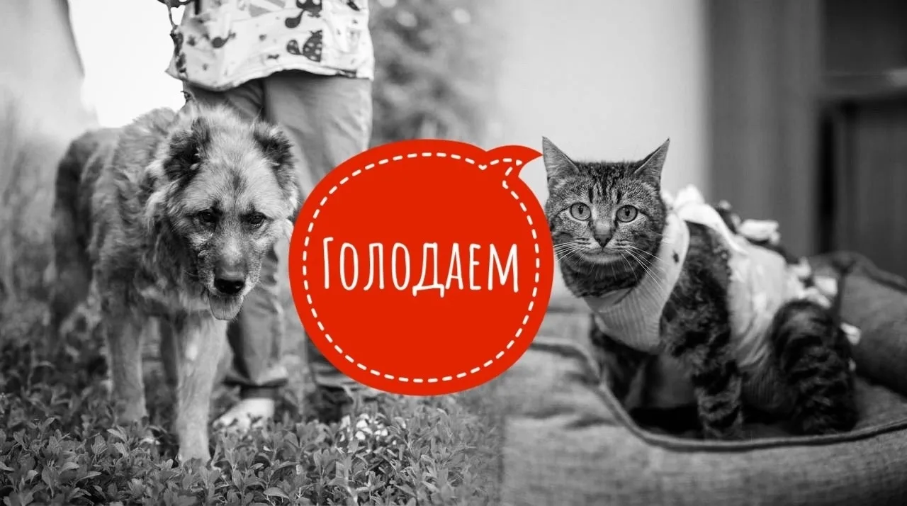 🆘 Сегодня кушали только 20 инвалидов! Помогите частному ХОСПИСУ, на вечер корма НЕТ! 😭

Сегодня мы