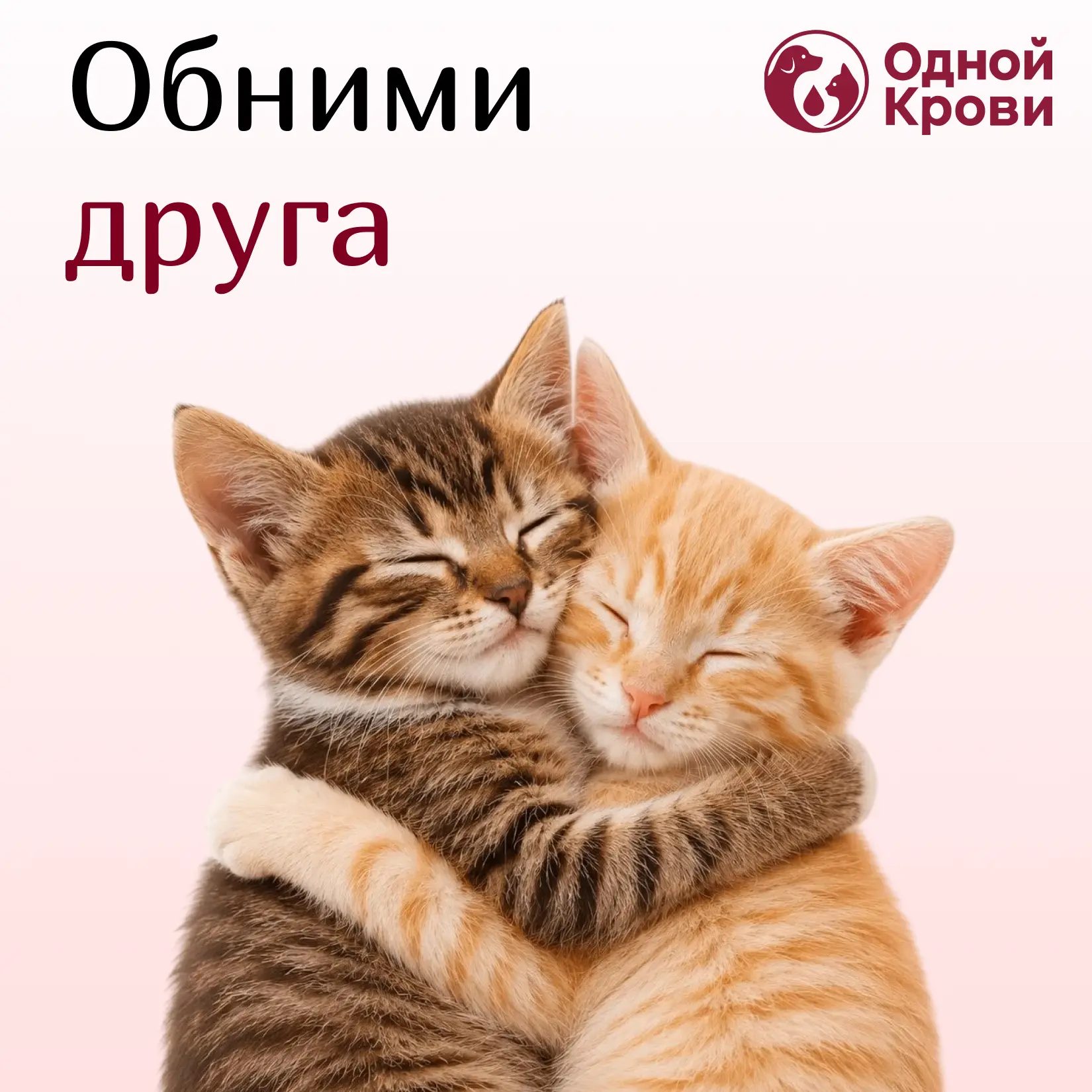 Сегодня — День объятий с кошками! 

А значит, у нас есть ещё один официальный повод подойти к своему