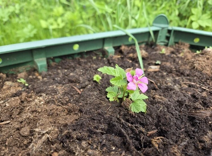 🍇🌿 Дачные растения, способные заменить малину и клубнику

Привычные ягоды требуют постоянного обно