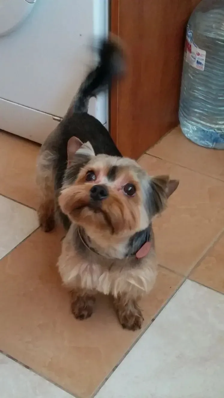 Здравствуйте!  Мой Мартик.. ушел на Радугу на днях.. 13 лет и  1 месяц