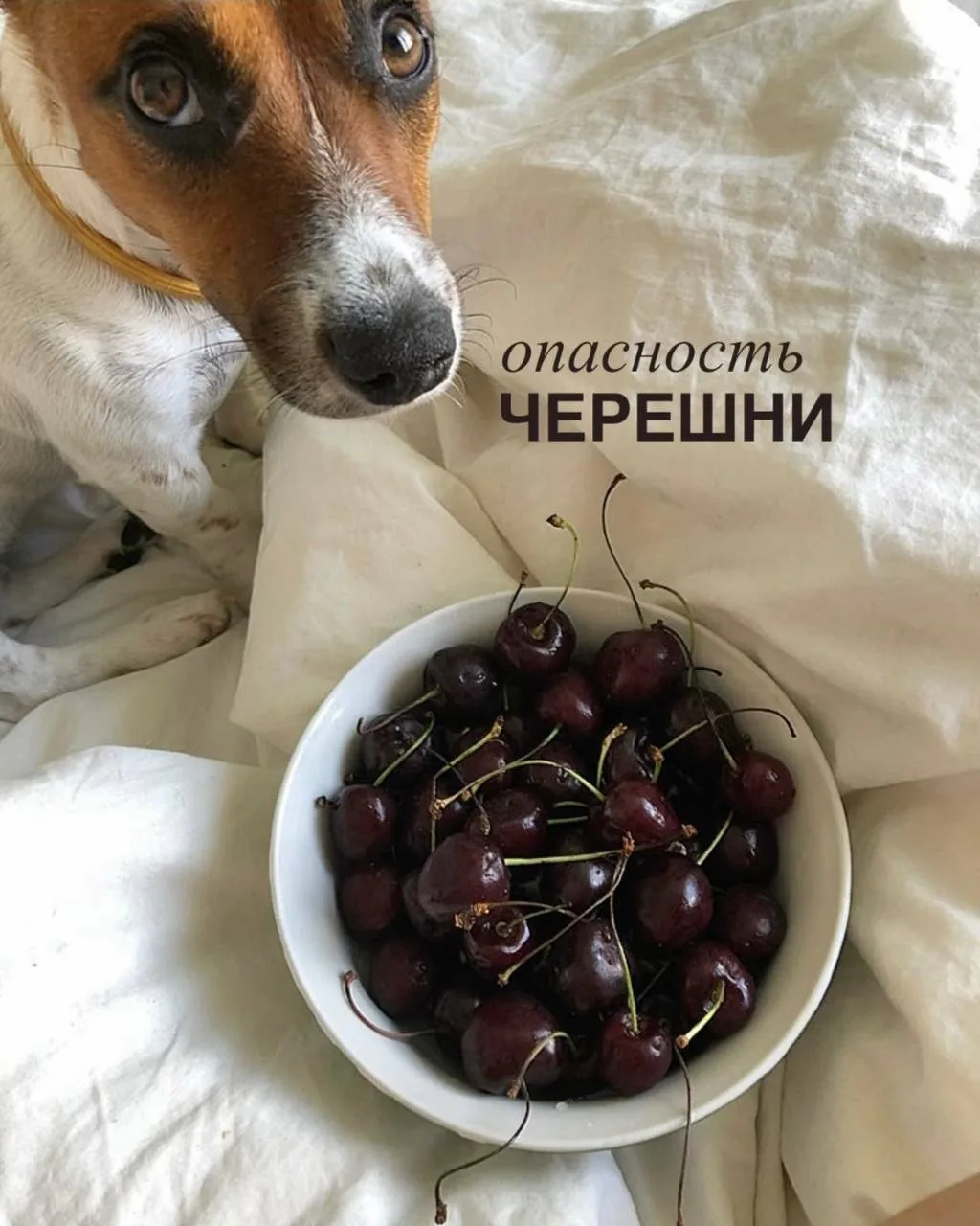 Сезон начинается и черешневая кома ждёт нас всех, черешнеголиков 😄 Говорят, есть люди, которые могу