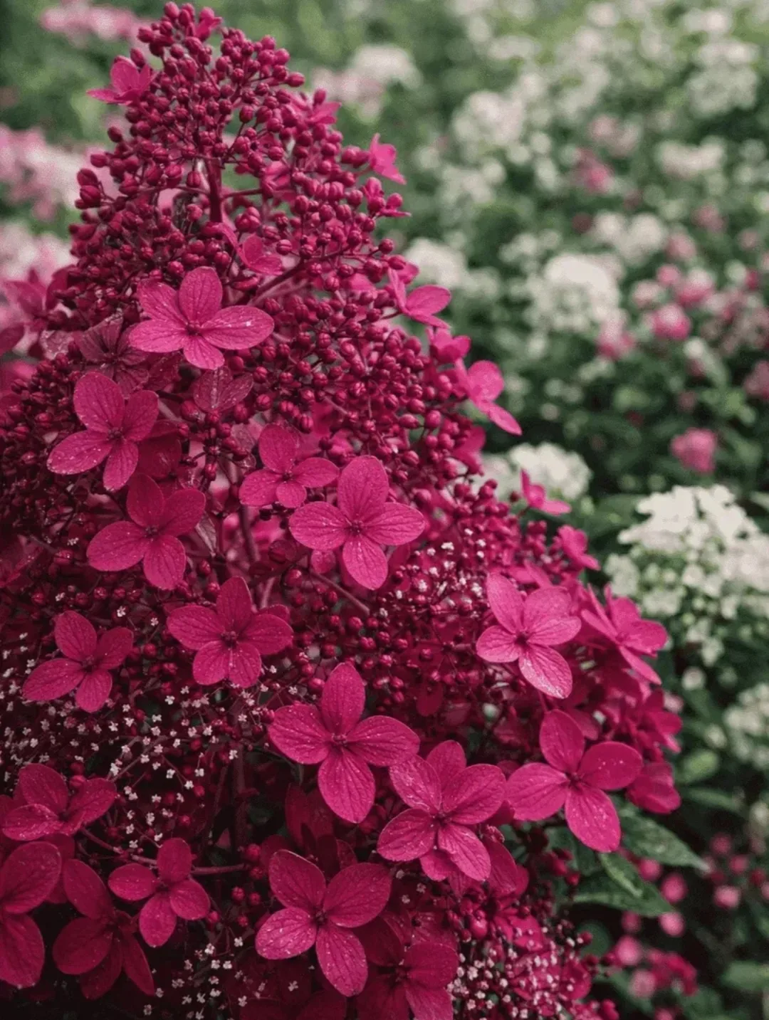 🏵Гортензия метельчатая «Вимс Ред» (Wim’s Red). 
Высота - 1,5м
Ширина до 1,5м.
Морозостойкость до -3