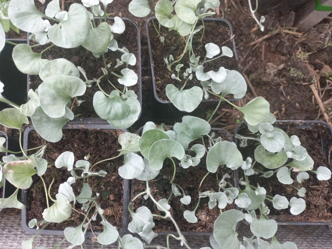 🌸Цветочные закрома😁
Дихондра серебристая.
Горшок 0,5 л
Есть 5 штучек.
Цена 300 р.
Кому?

❌Продано