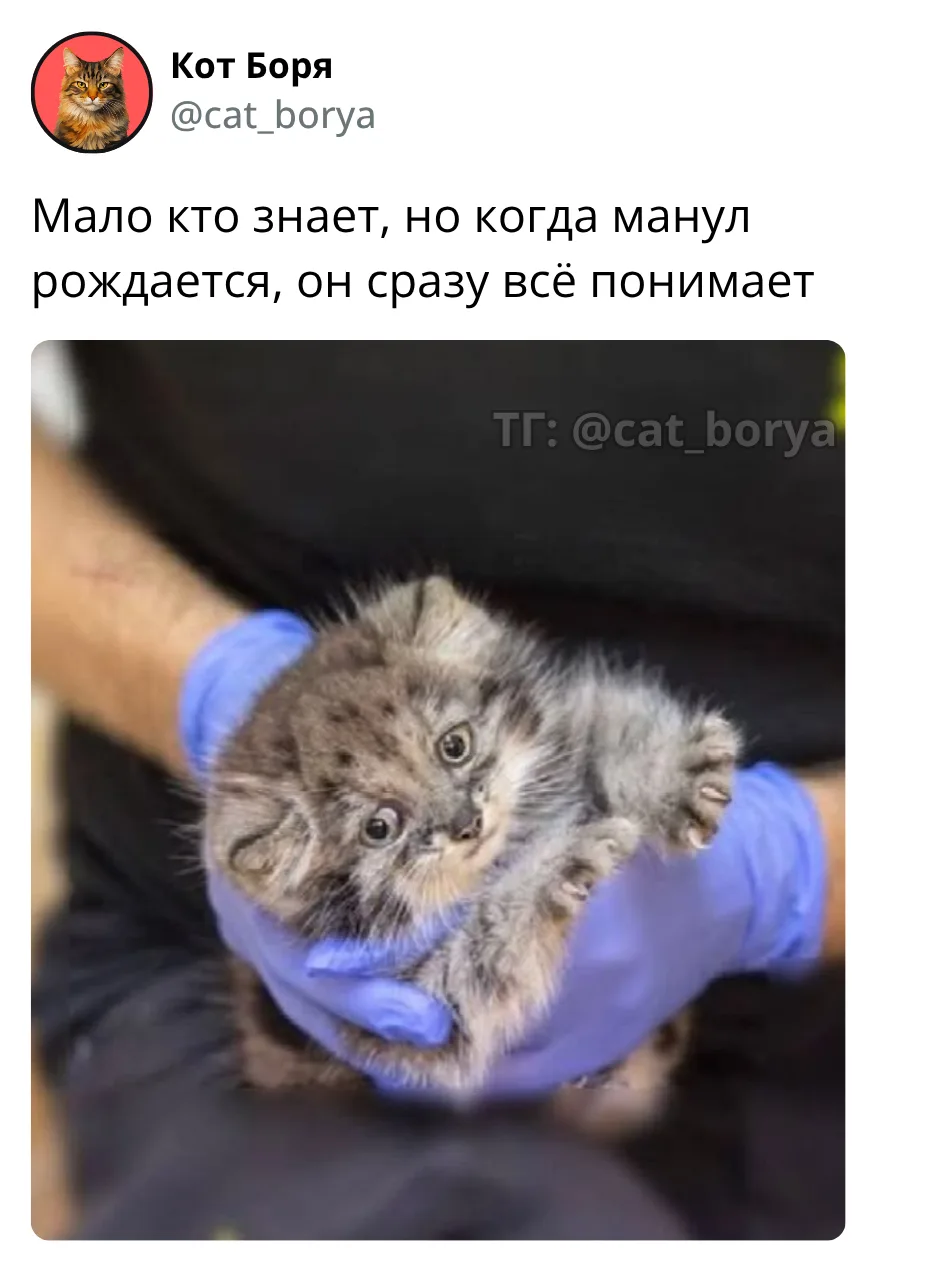 Кот Боря: Психолог с лапками