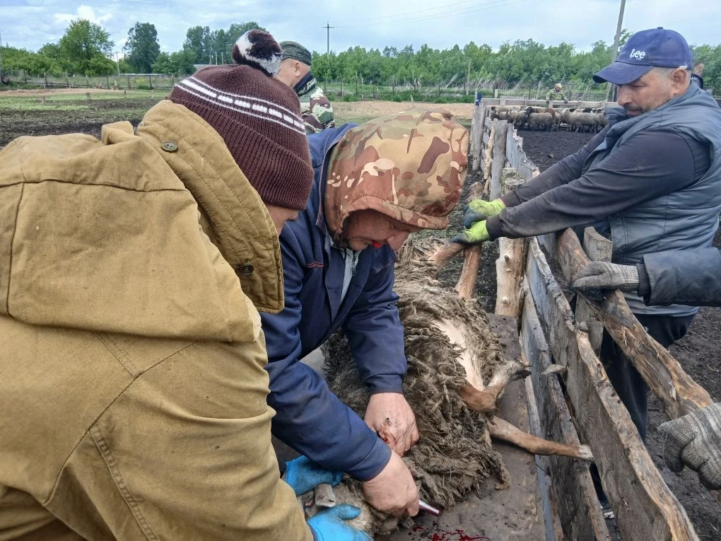🐑 Взятие крови у МРС: важная часть ветеринарного контроля
Специалисты ТОГБУ «Староюрьевская райСББЖ