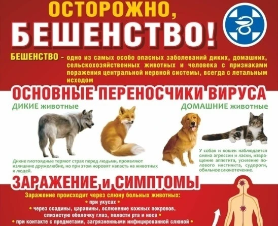 Бешенство - это особо опасное острое вирусное инфекционное заболевание, с абсолютной летальностью. Б