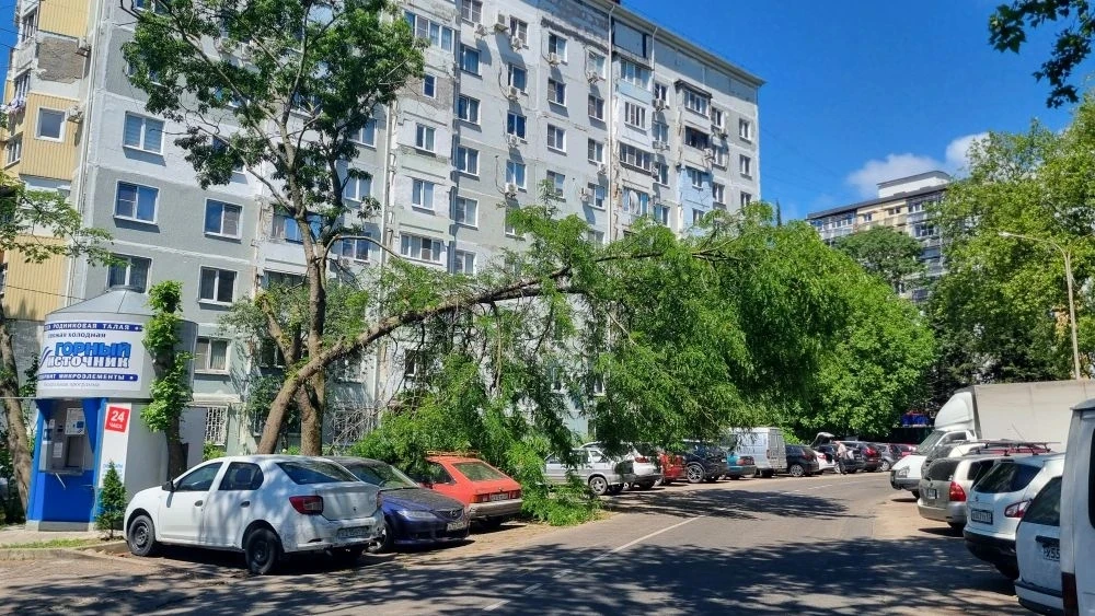 Выполнены работы по спилу аварийного дерева на придомовой территории по ул. Армавирской г. Туапсе