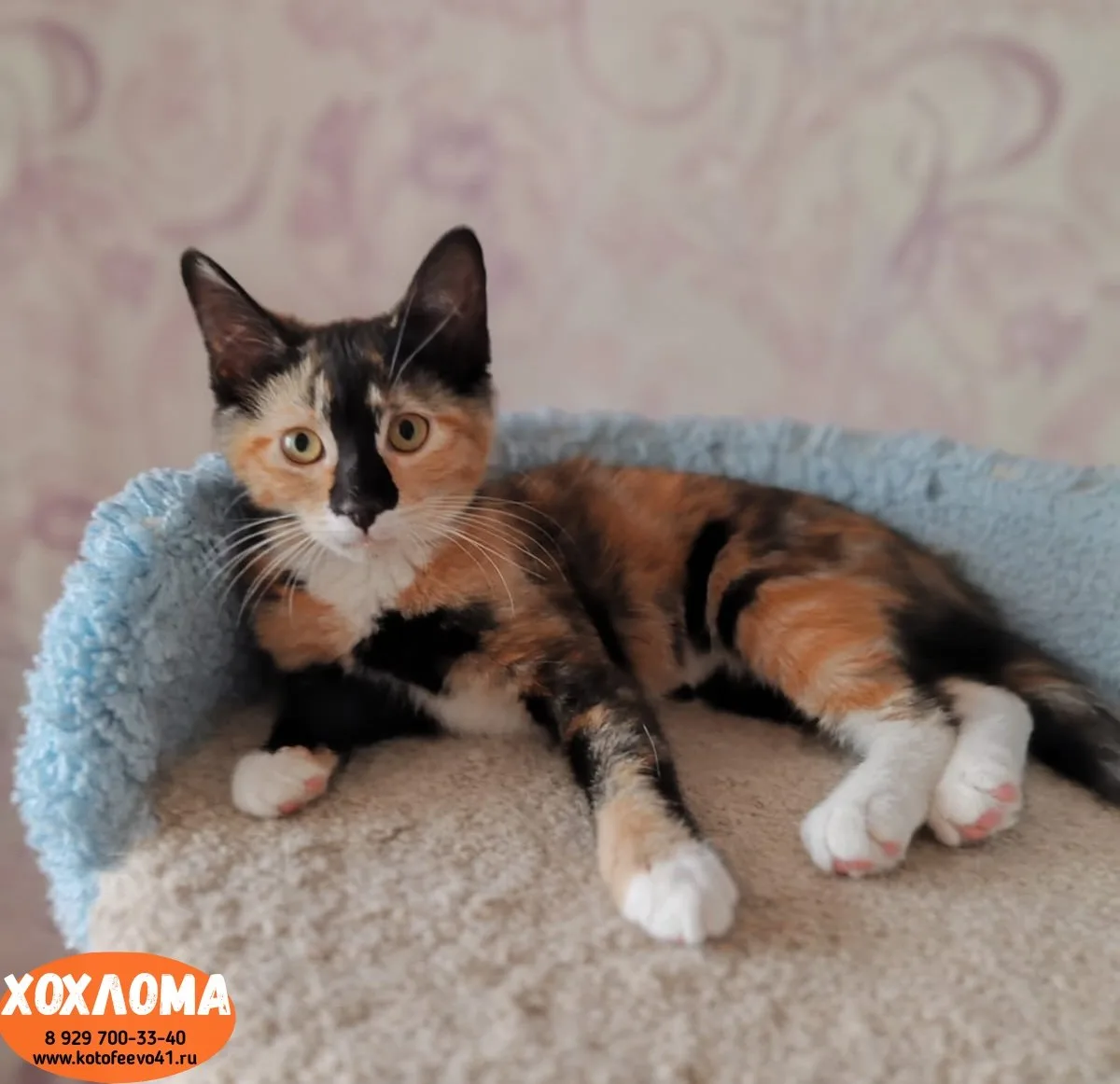 Котёнок *Хохлома*
Возраст 4 месяца.
Озорная малышка необычного окраса.
Весёлая, любознательная и акт