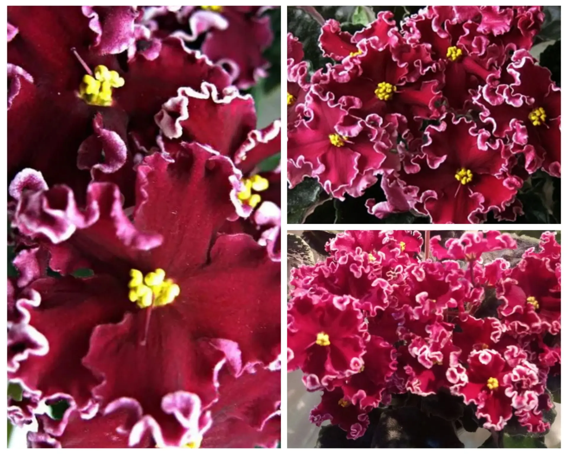 Ле-Антарес🌹🌹🌹🍀💥💥 очень яркий сорт с крупными красными бархатными волнистыми цветами.. шикарный