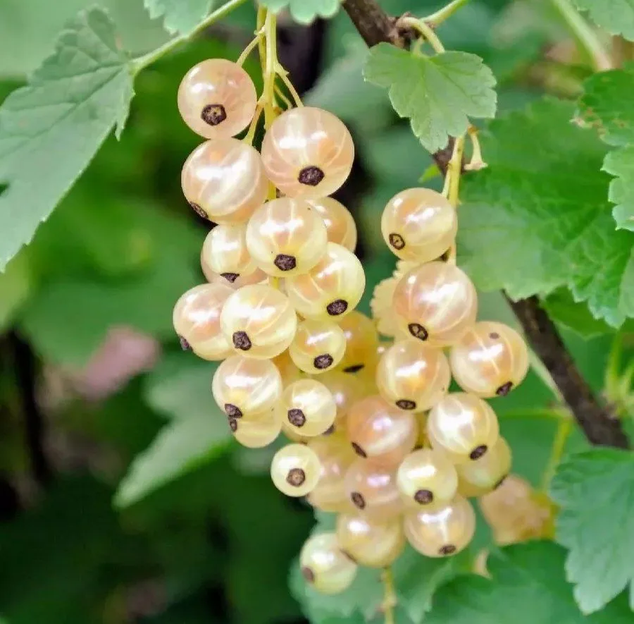 🍇 Саженцы белой смородины «Уральская» — заказывайте прямо сейчас! 🍇


Выносливый и урожайный сорт 