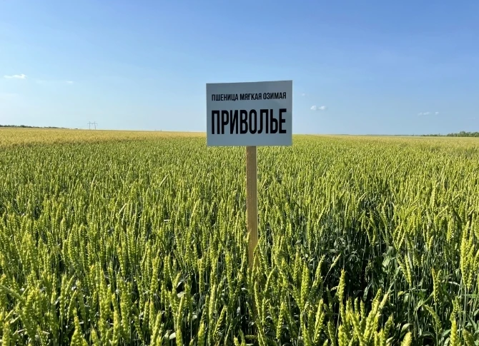 Новый интенсивный сорт озимой мягкой пшеницы ПРИВОЛЬЕ

Приволье – это интенсивный, среднеранний сорт