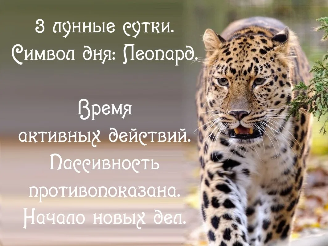 3-й лунный день  с 17.06 05:47 по 18.06 07:28 MSK.
Фаза: ⇡ растущая Луна, освещенность 6%.
Луна в Ра