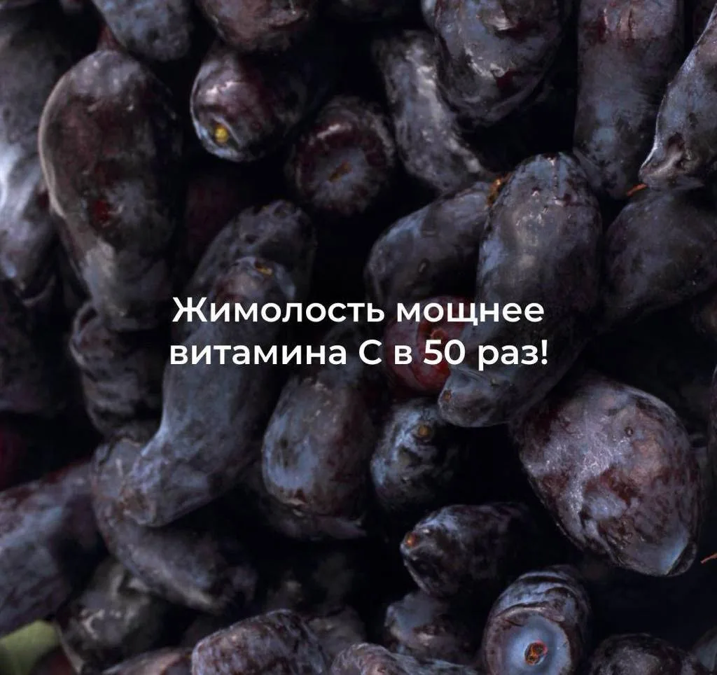Жимолость — настоящий чемпион по антиоксидантам 😇

Её антиоксидантная активность выше, чем у черник