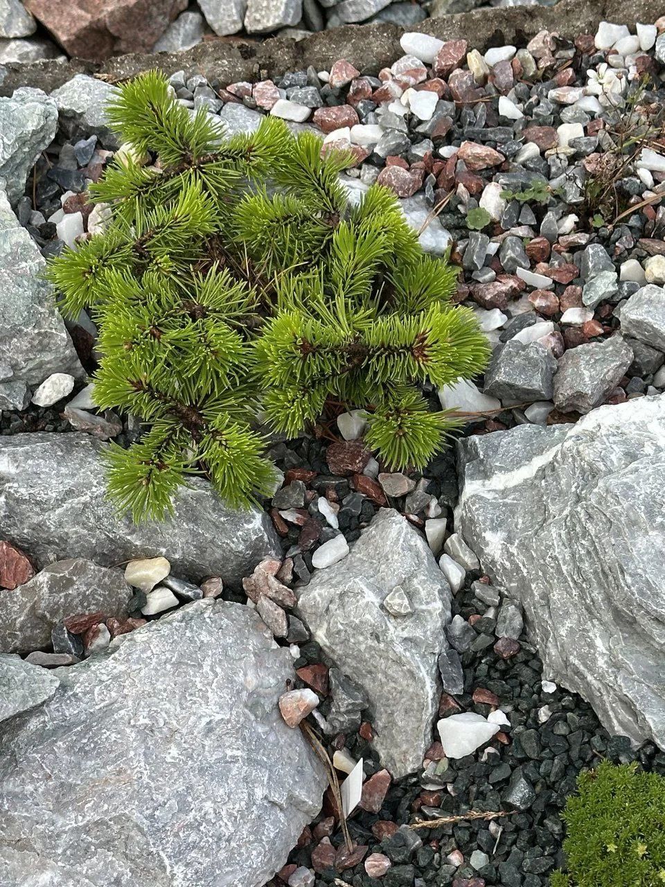 РАСТЕНИЕ ДНЯ

Pinus mugo 'Walch'
Сосна горная

г. Омск
Возраст: 3-4 года
Сад Анжелики Колесник
#Сосн