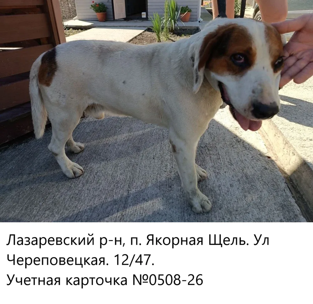 03.06.2026 был отлов собак по адресам:
Адлерский р-н:
- ул. Форелевая, 45А
- с. Молдовка, ул. Ленина